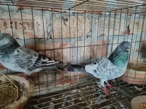 রেছিং ছিলভা গিরিবাজ রানিং জোরা