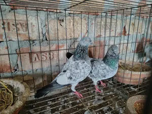 রেছিং ছিলভা গিরিবাজ রানিং জোরা