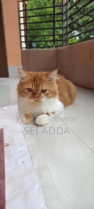 6-12 Months Female Purebred Persian