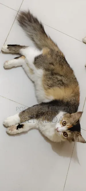 6-12 Months Female Purebred Persian
