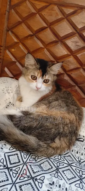 6-12 Months Female Purebred Persian