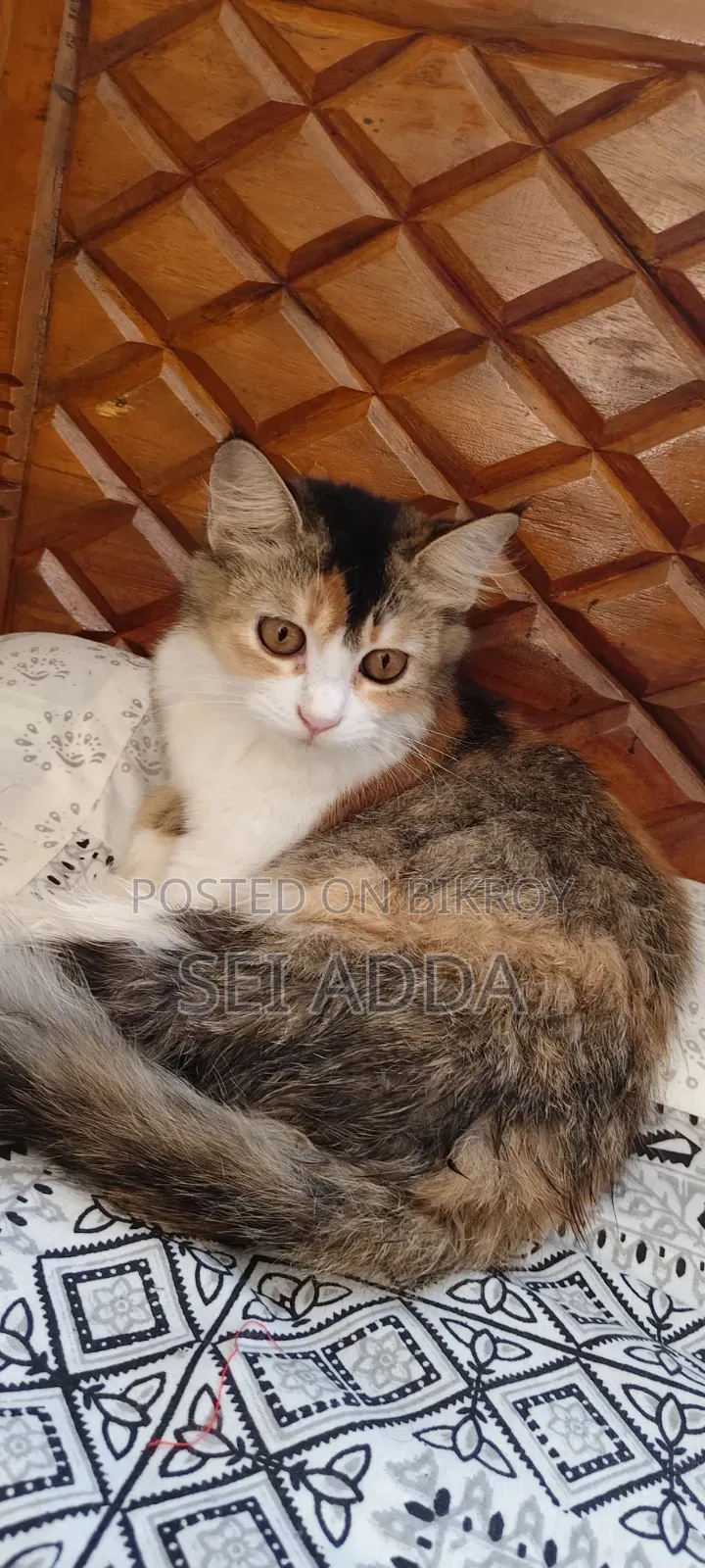 6-12 Months Female Purebred Persian