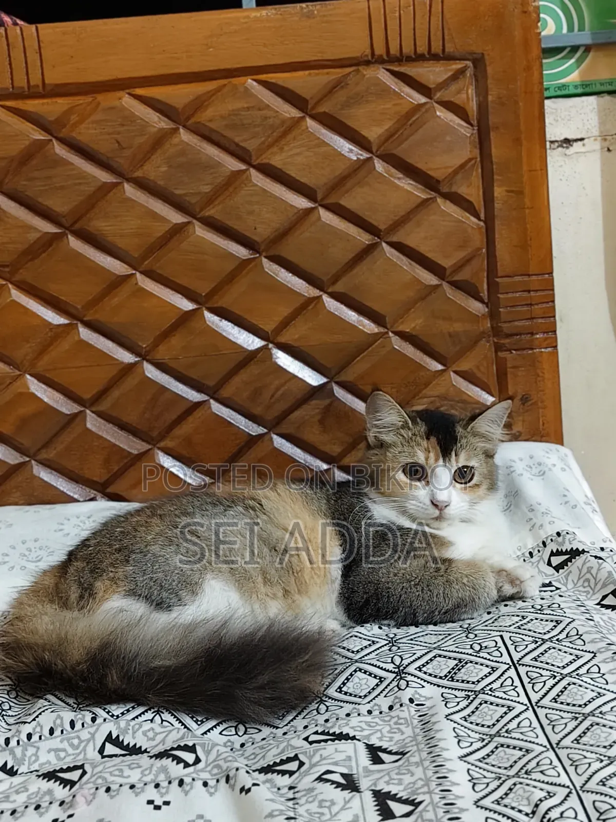 6-12 Months Female Purebred Persian