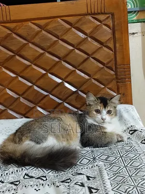 6-12 Months Female Purebred Persian
