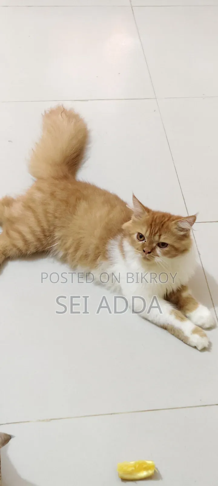 6-12 Months Female Purebred Persian