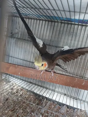 রানিং ককাটেল ডিম সহ