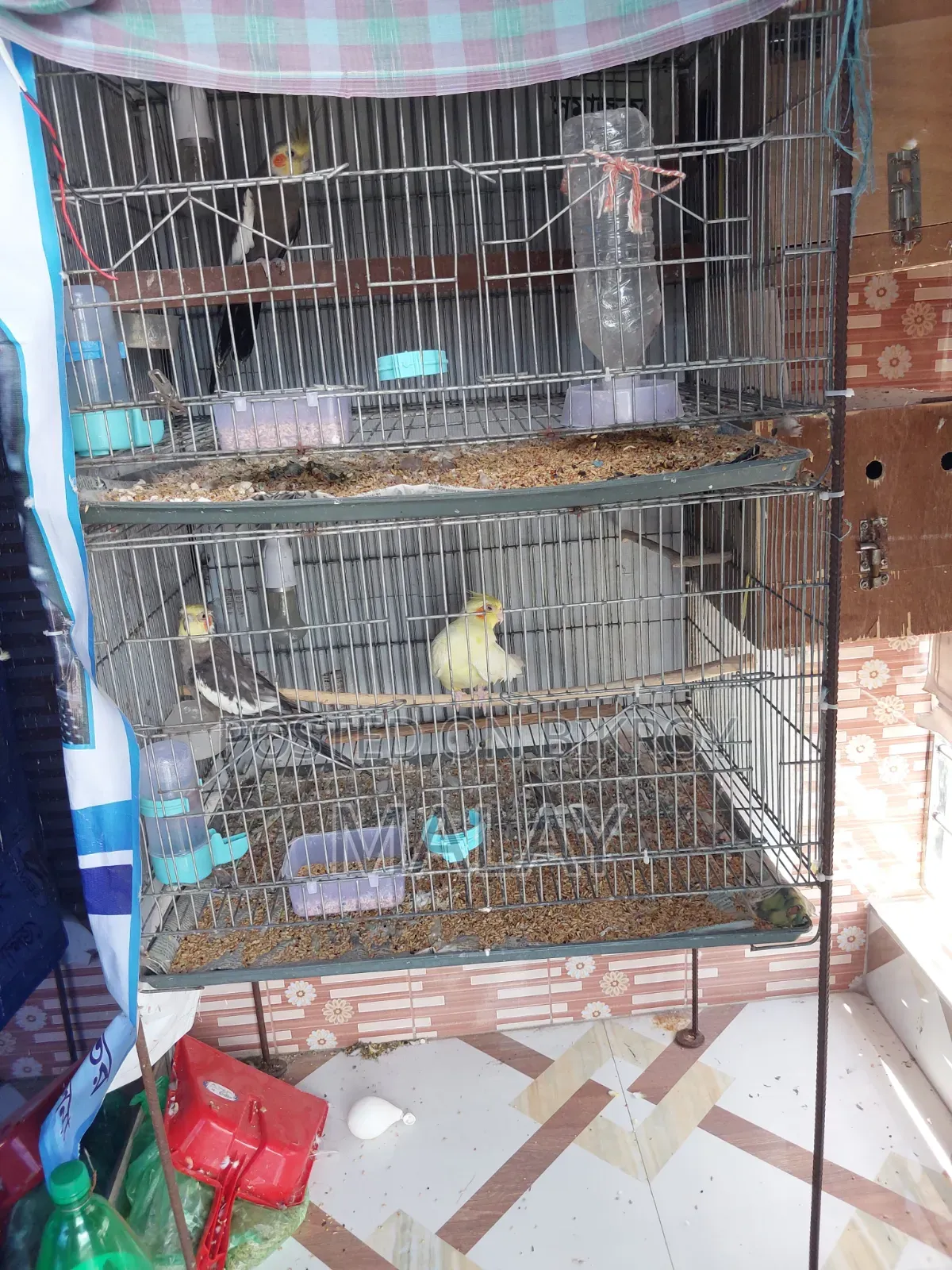 রানিং ককাটেল ডিম সহ