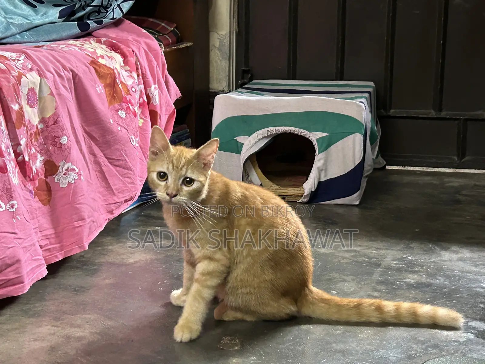 3-6 Months Male Mixed Breed Persian