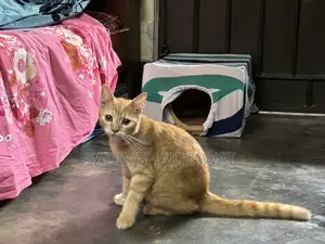 3-6 Months Male Mixed Breed Persian