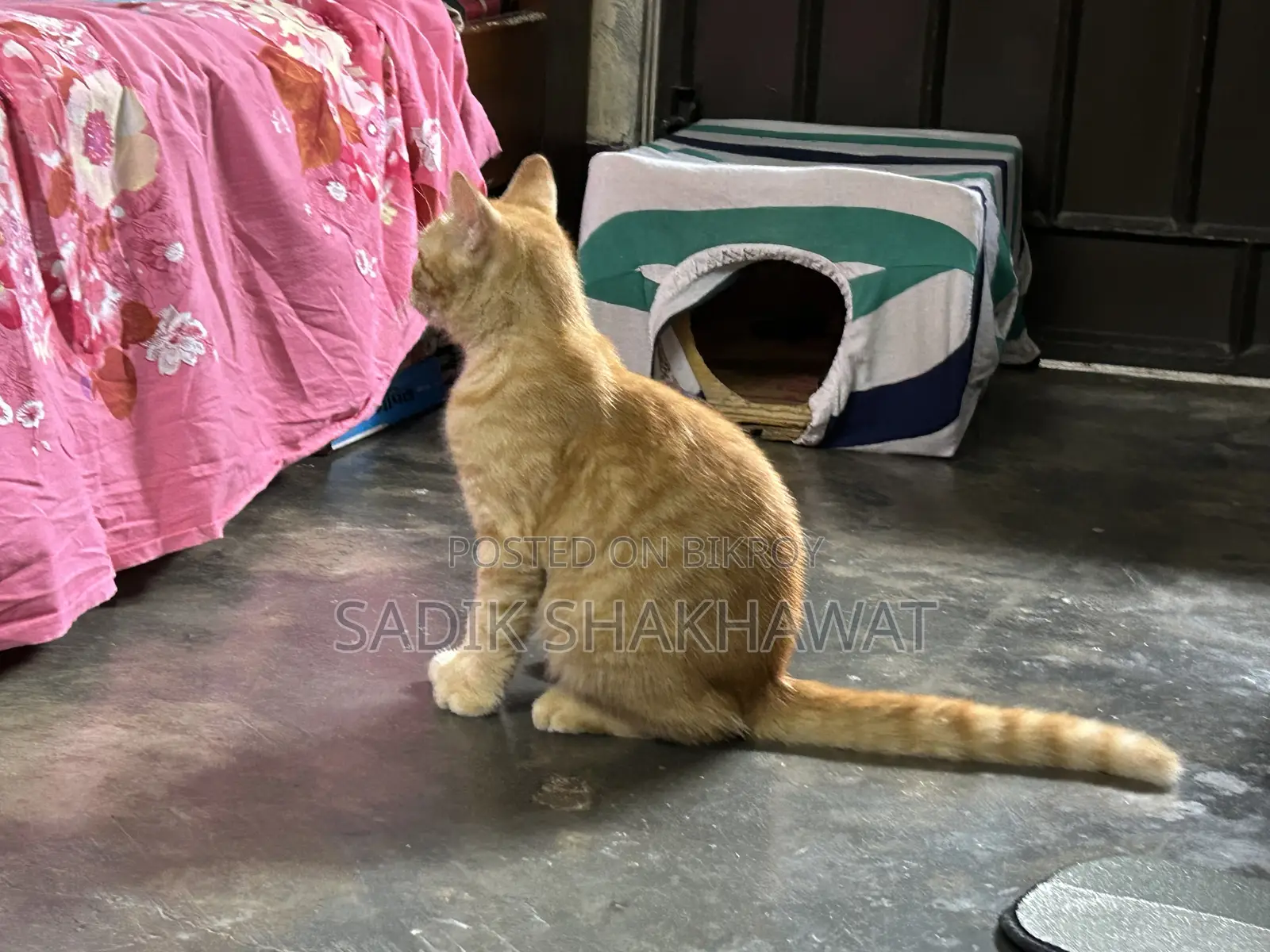 3-6 Months Male Mixed Breed Persian