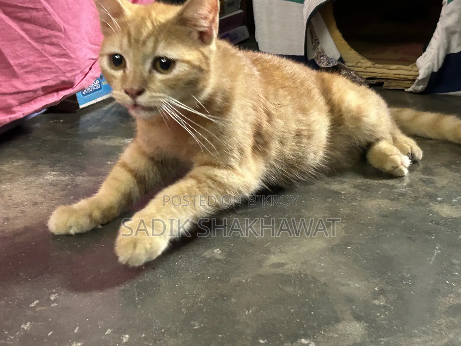 3-6 Months Male Mixed Breed Persian