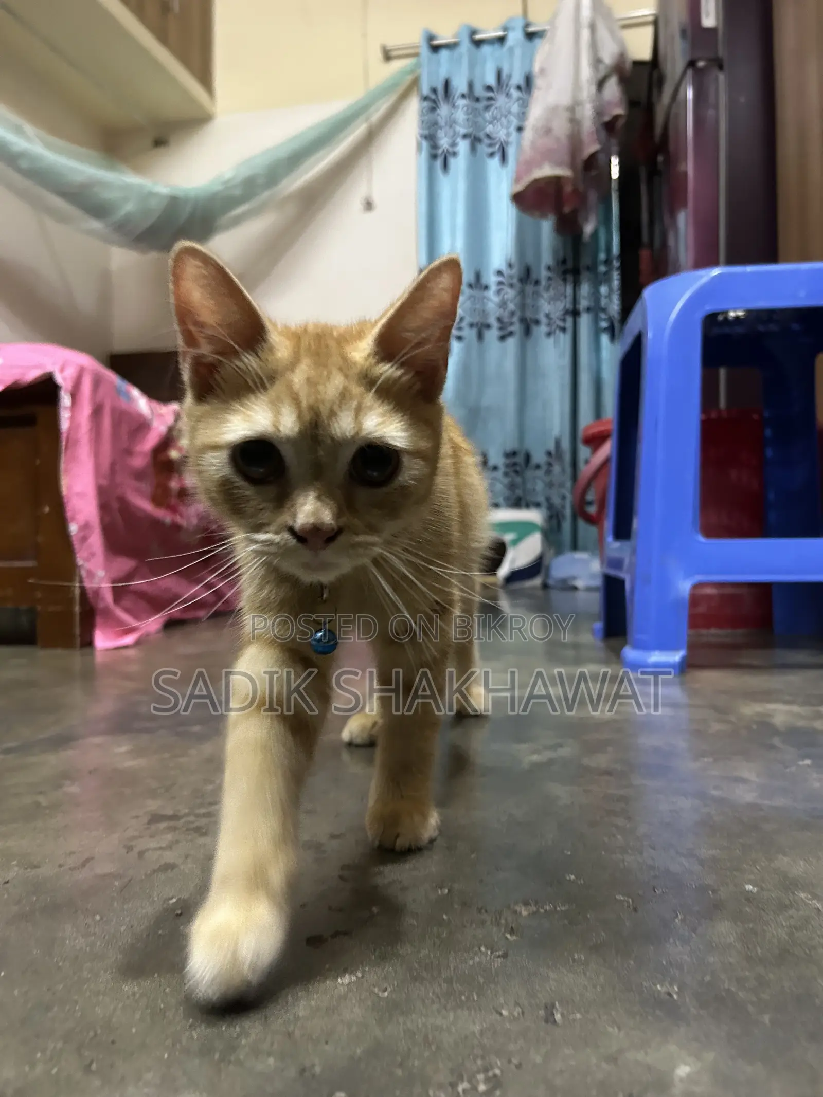 3-6 Months Male Mixed Breed Persian