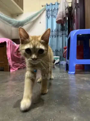 3-6 Months Male Mixed Breed Persian