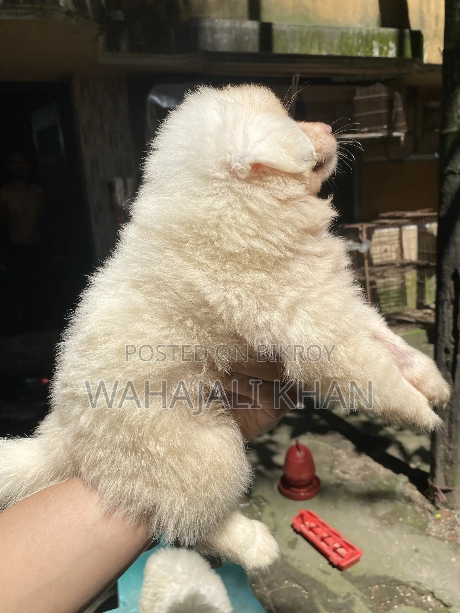 0-1 Month Male Purebred Japanese Spitz