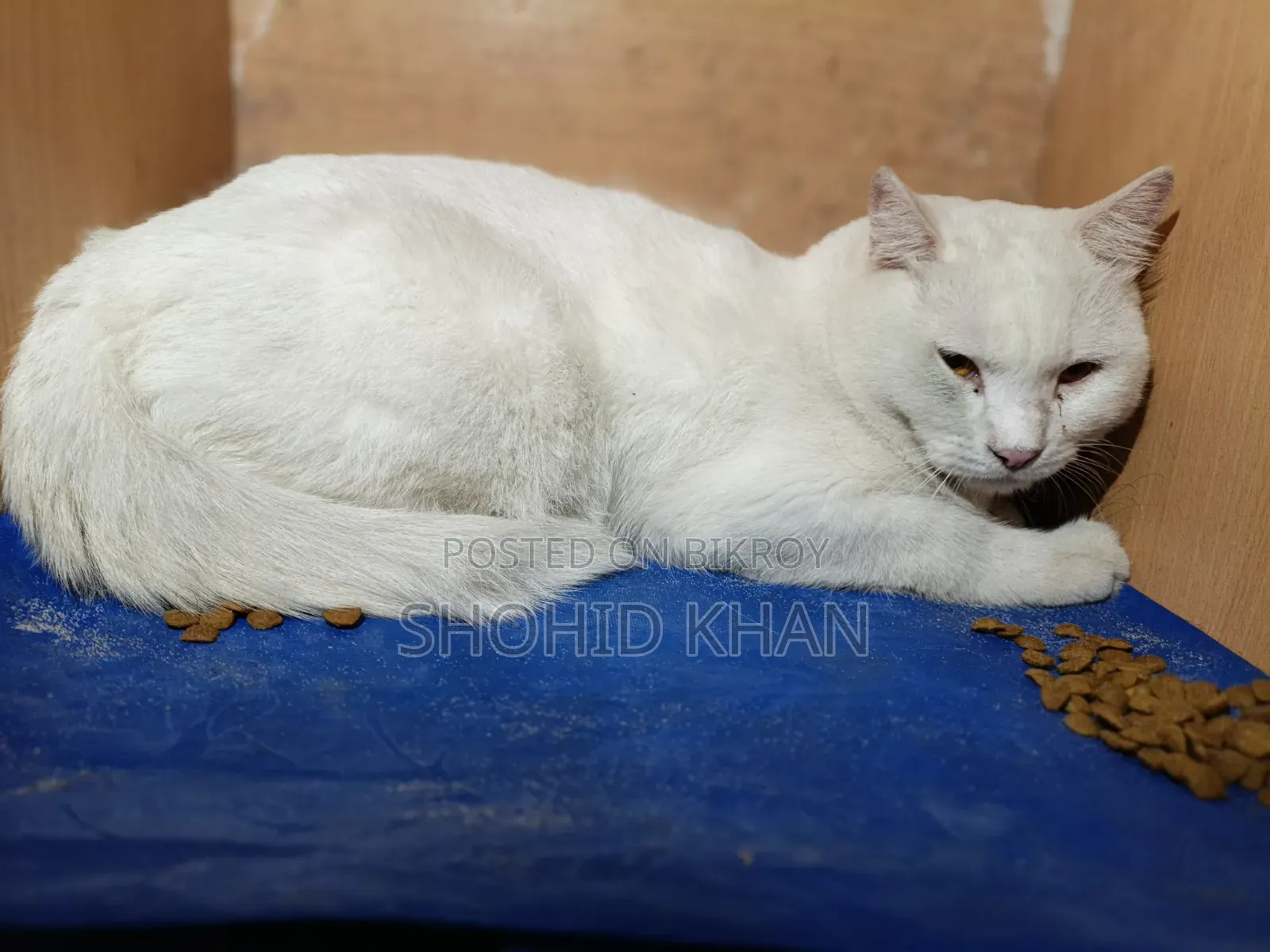 1+ Year Female Purebred Persian