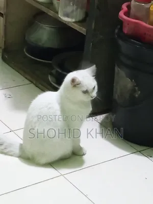 1+ Year Female Purebred Persian