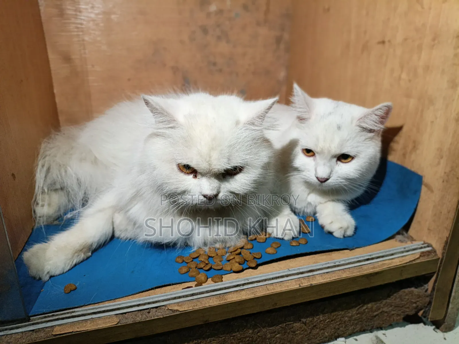 1+ Year Female Purebred Persian