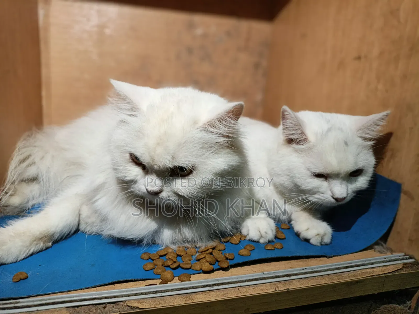 1+ Year Female Purebred Persian