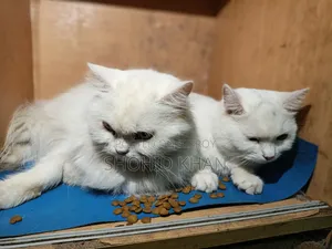 1+ Year Female Purebred Persian