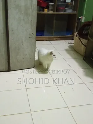 1+ Year Female Purebred Persian