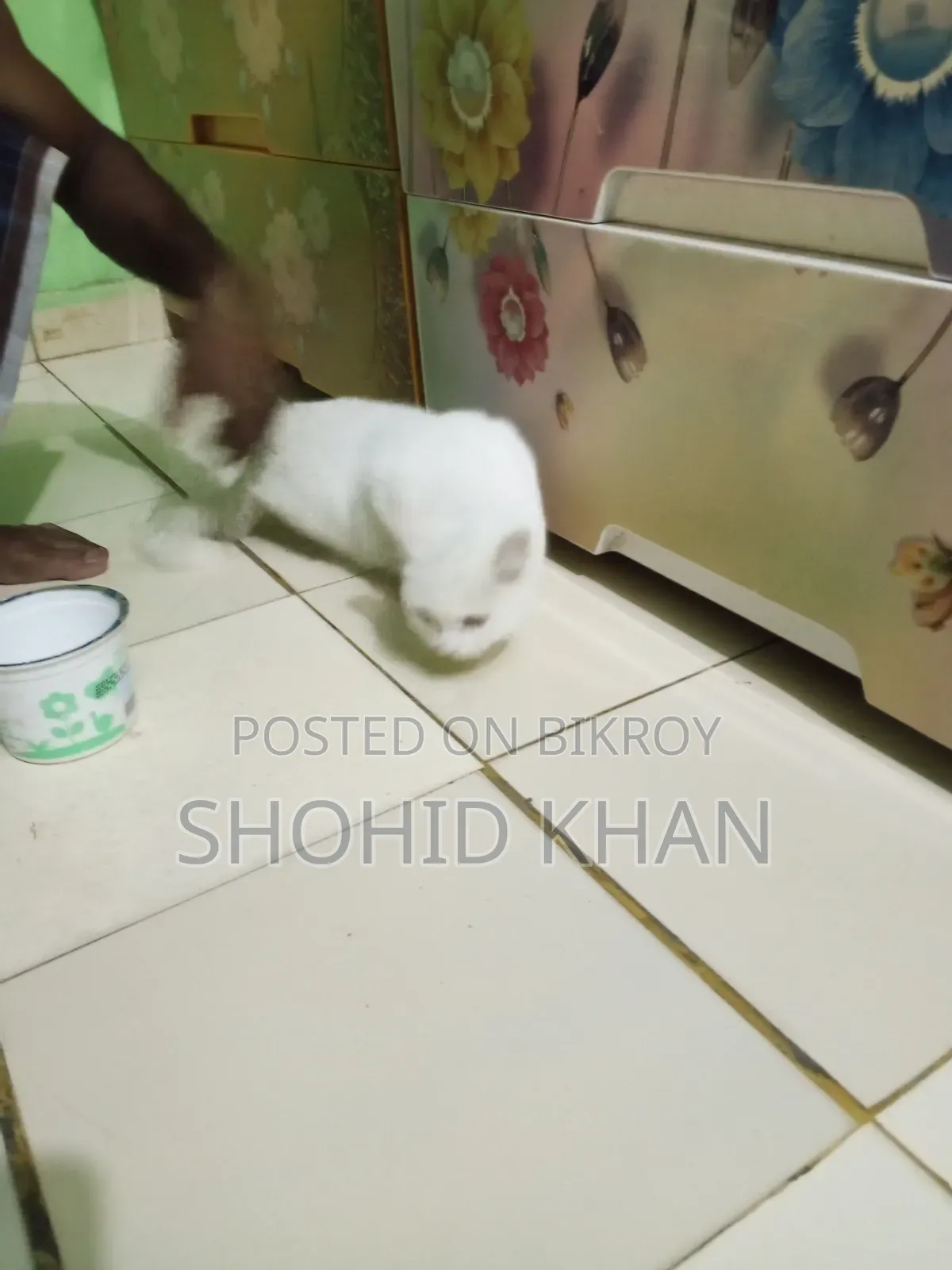 1+ Year Female Purebred Persian