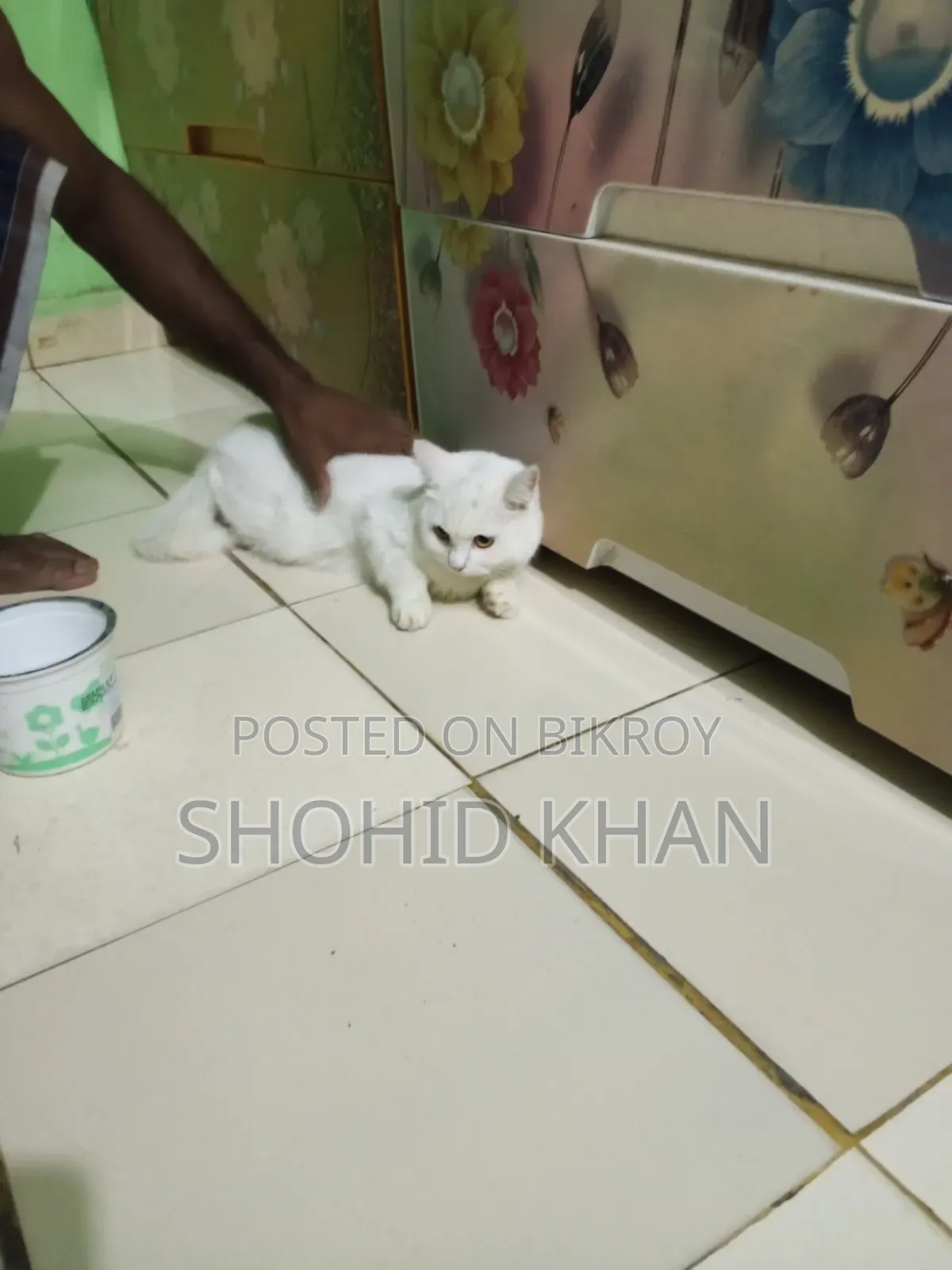 1+ Year Female Purebred Persian