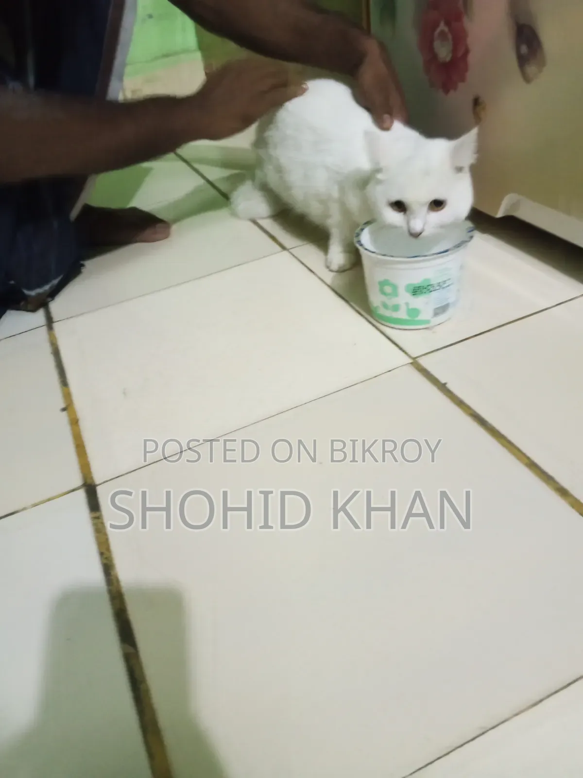 1+ Year Female Purebred Persian