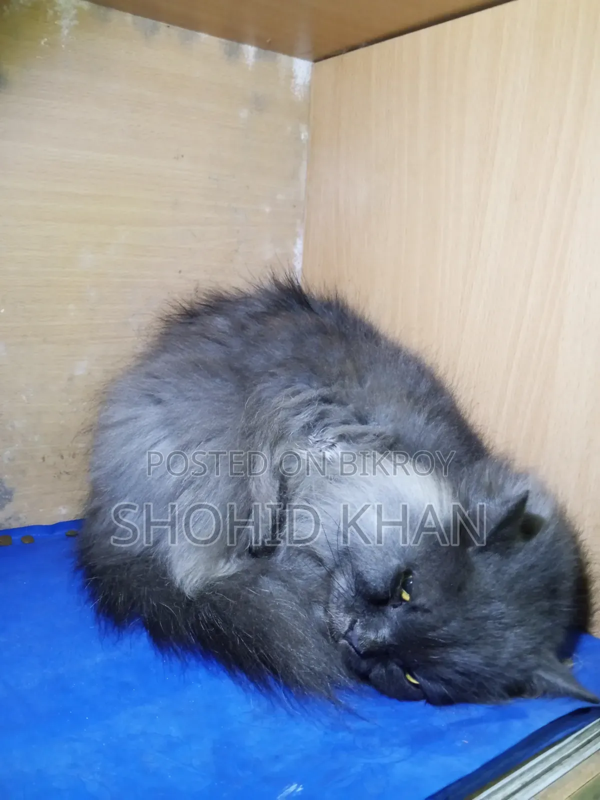 1+ Year Female Purebred Persian