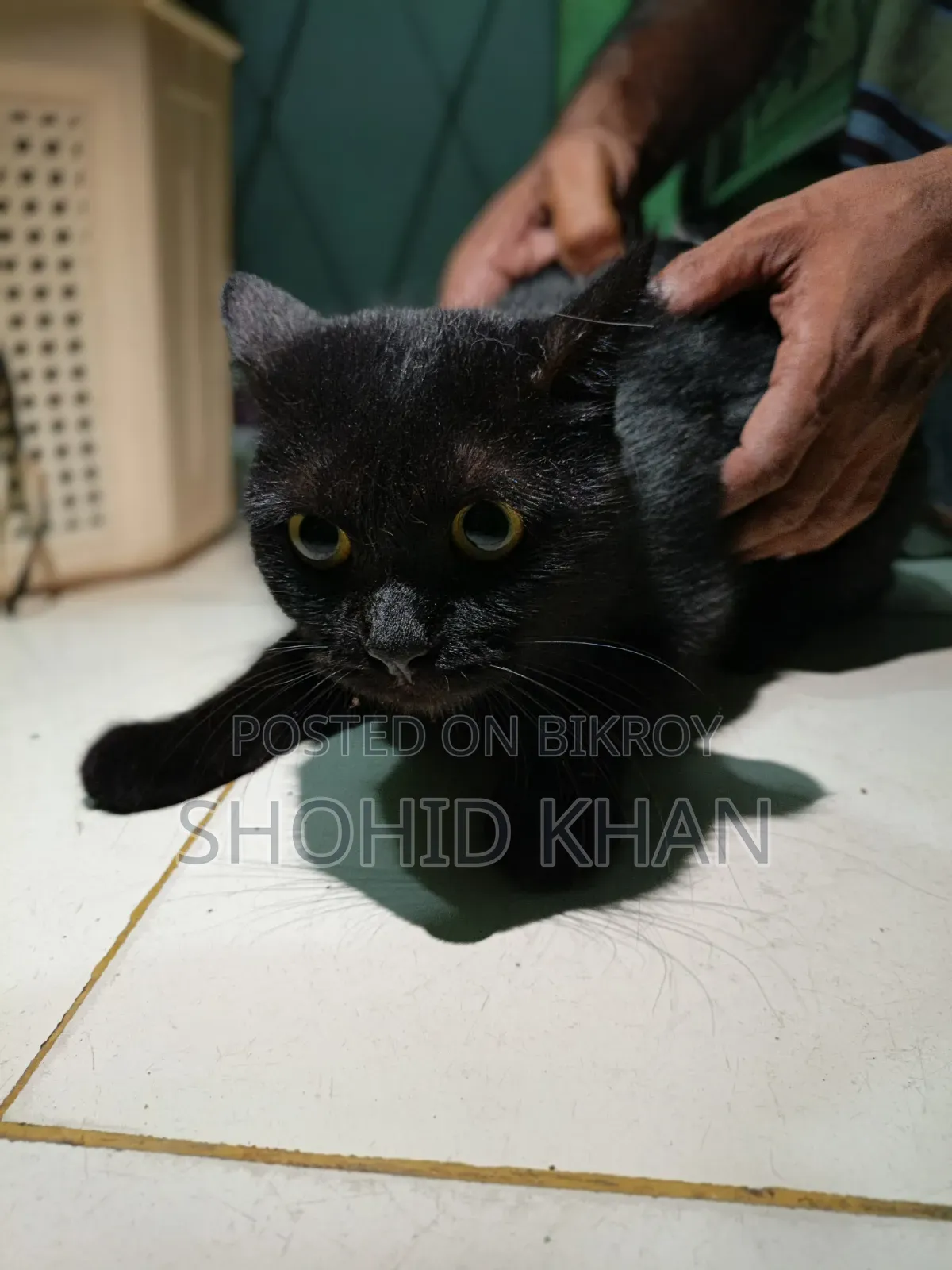 1+ Year Female Purebred Persian