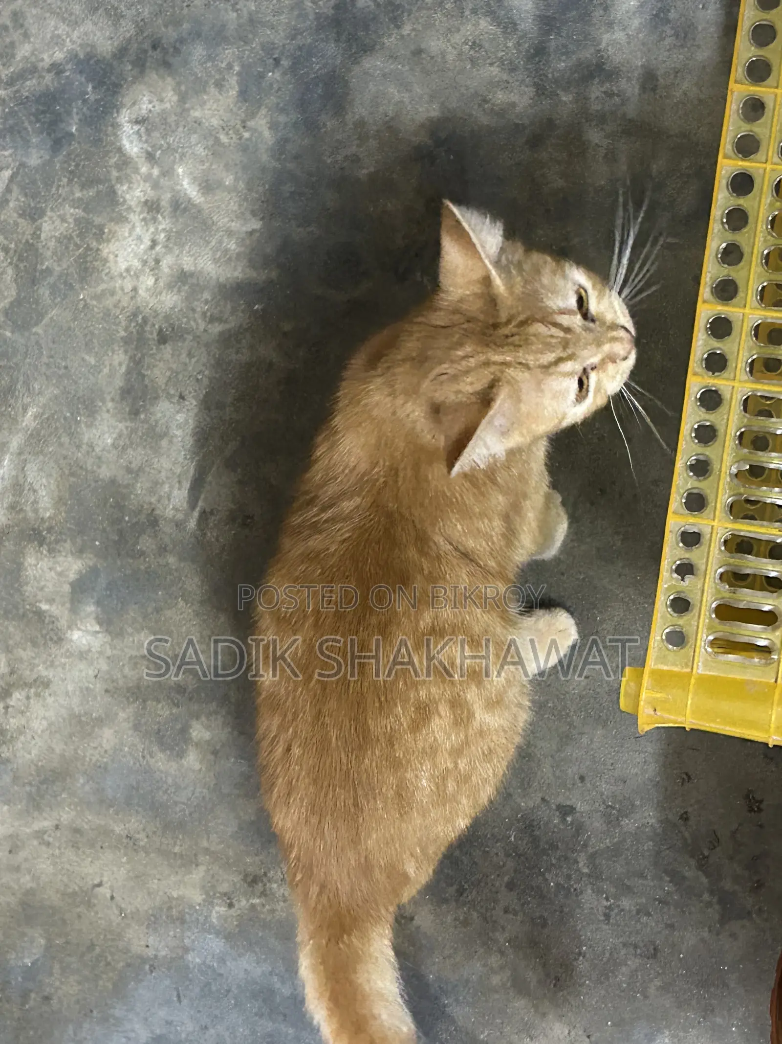 3-6 Months Male Mixed Breed Persian