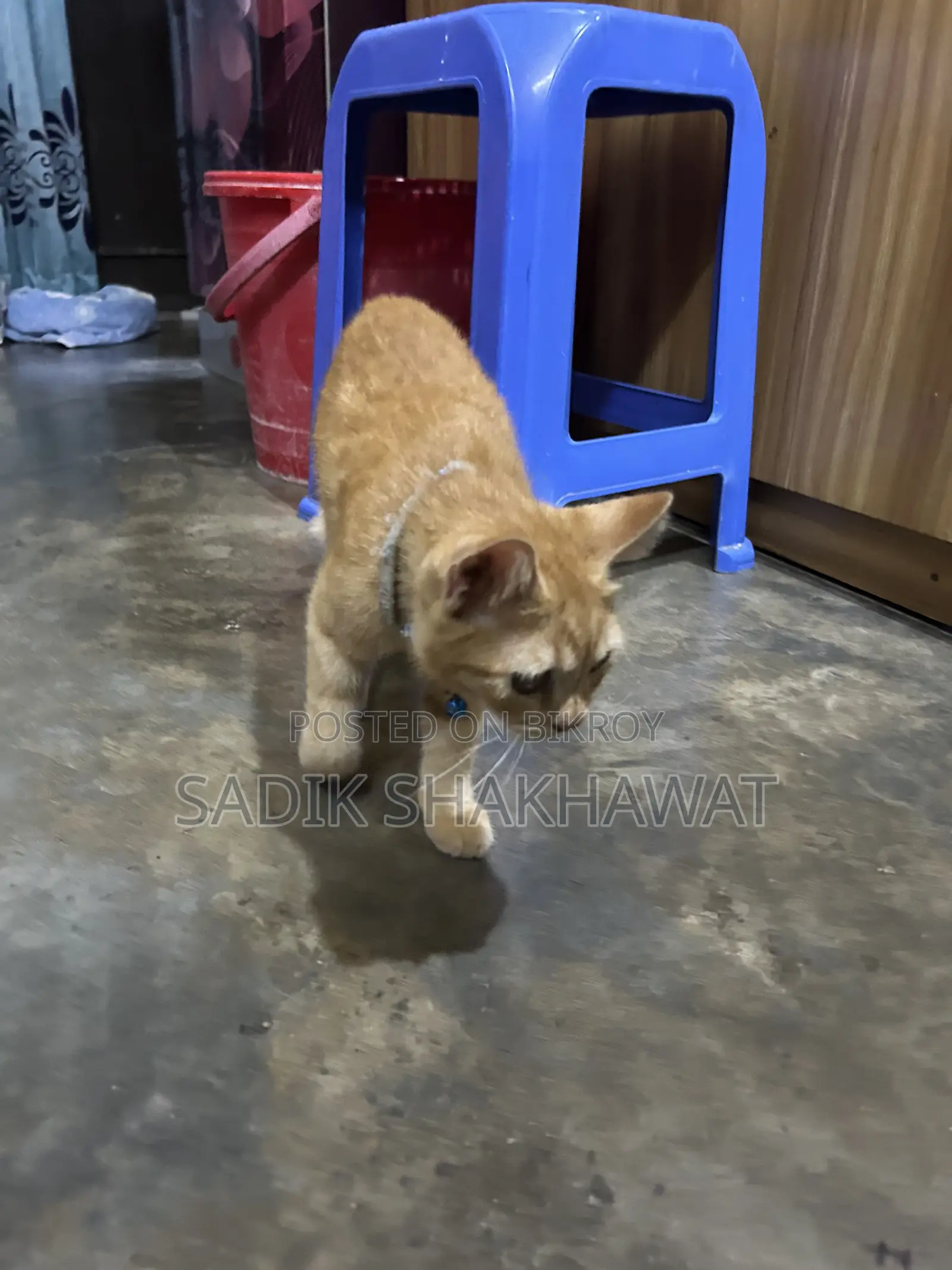 3-6 Months Male Mixed Breed Persian