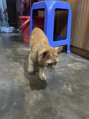 3-6 Months Male Mixed Breed Persian