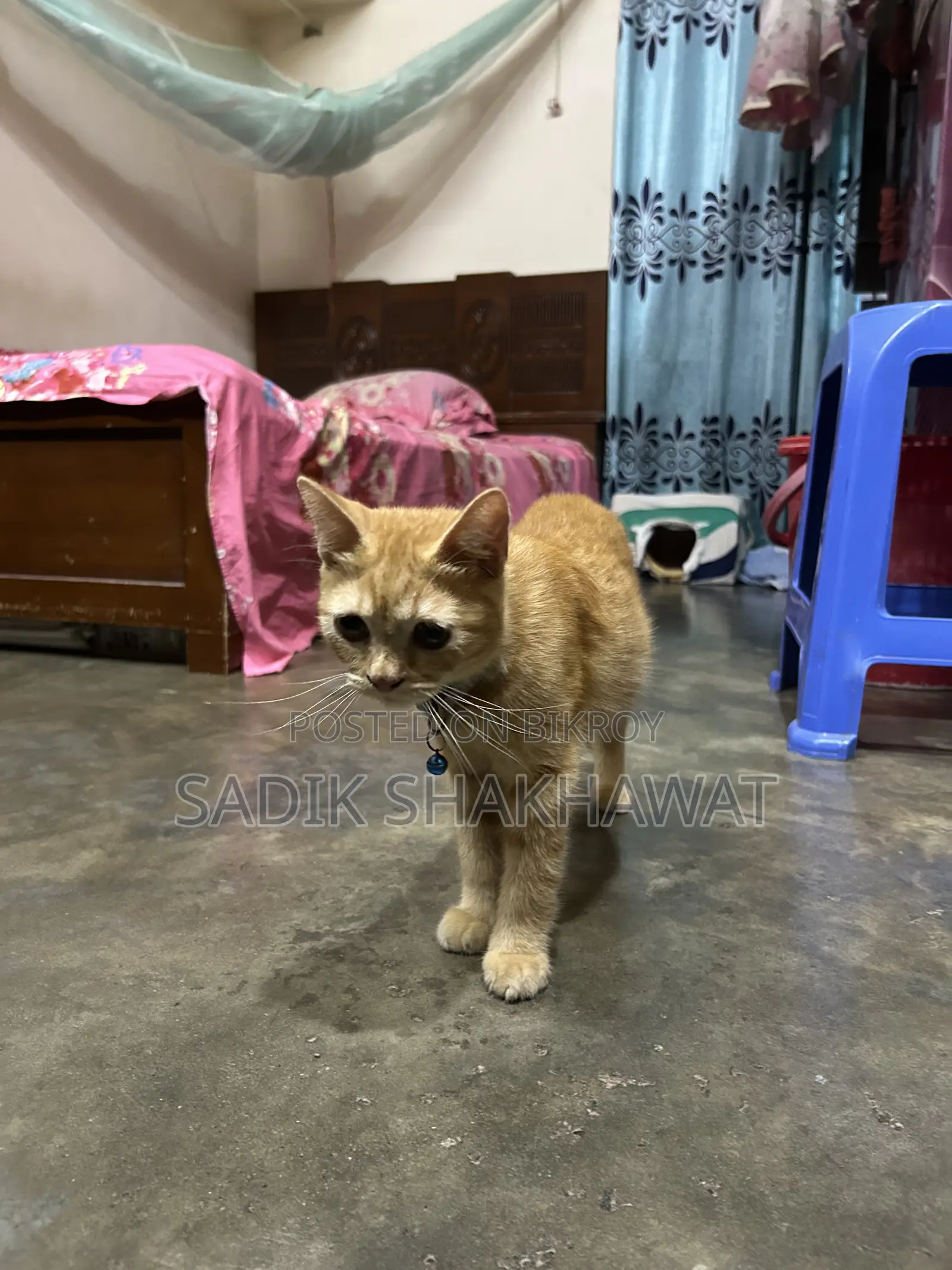 3-6 Months Male Mixed Breed Persian