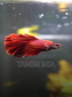 ফাইটার ফিস