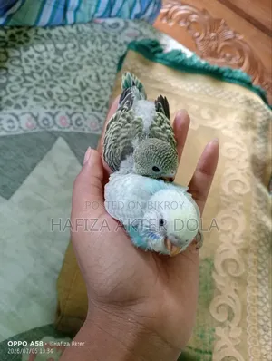 আজেন্ট বিক্রি হবে