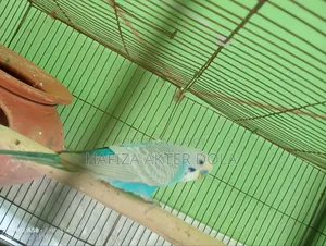 আজেন্ট বিক্রি হবে