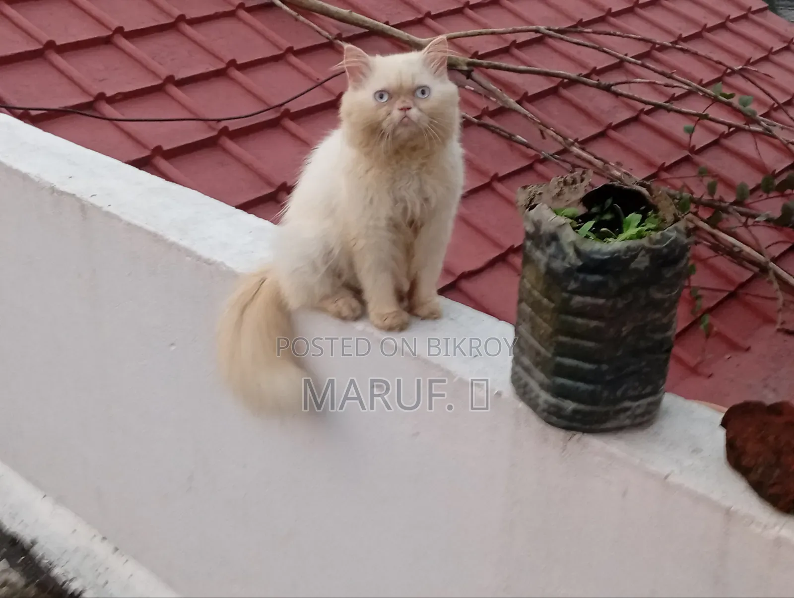 6-12 Months Male Purebred Persian