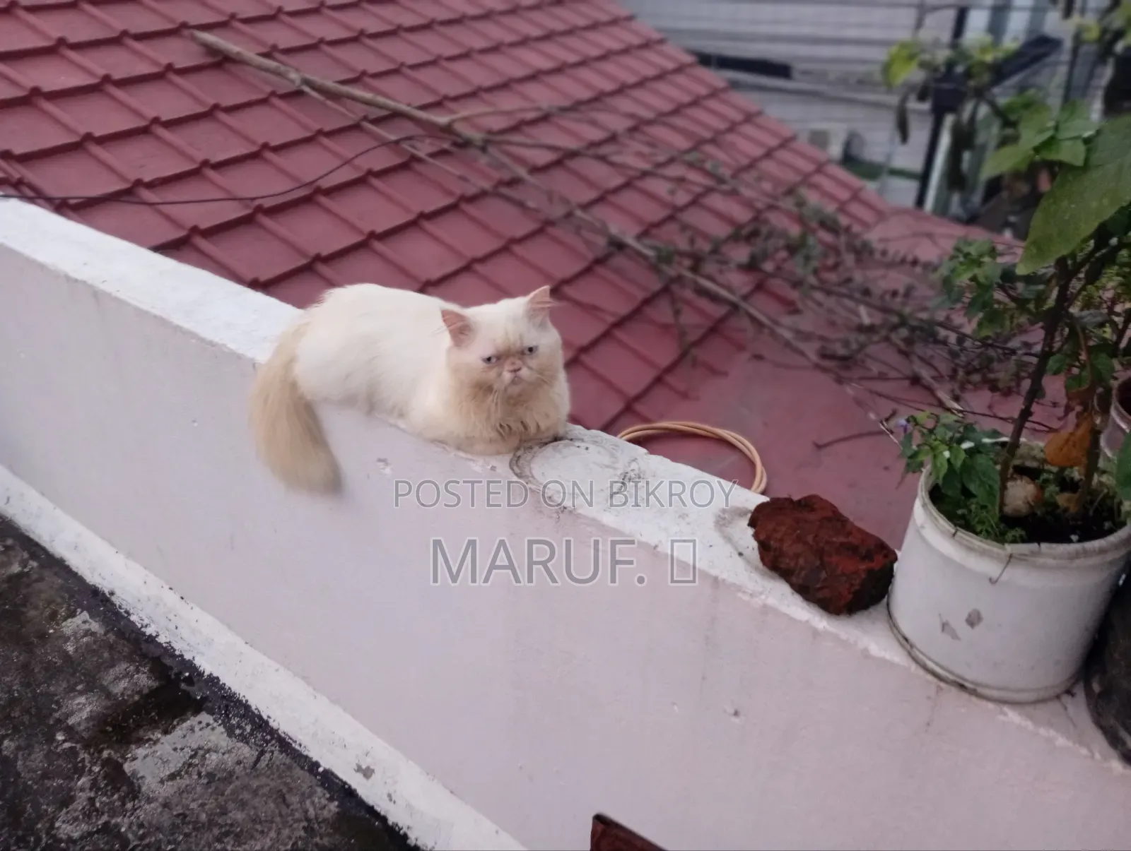 6-12 Months Male Purebred Persian