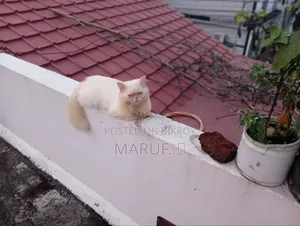 6-12 Months Male Purebred Persian
