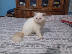 6-12 Months Male Purebred Persian