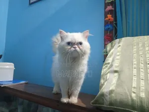 6-12 Months Male Purebred Persian