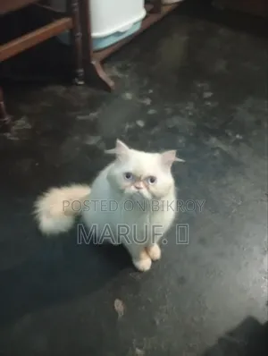 6-12 Months Male Purebred Persian