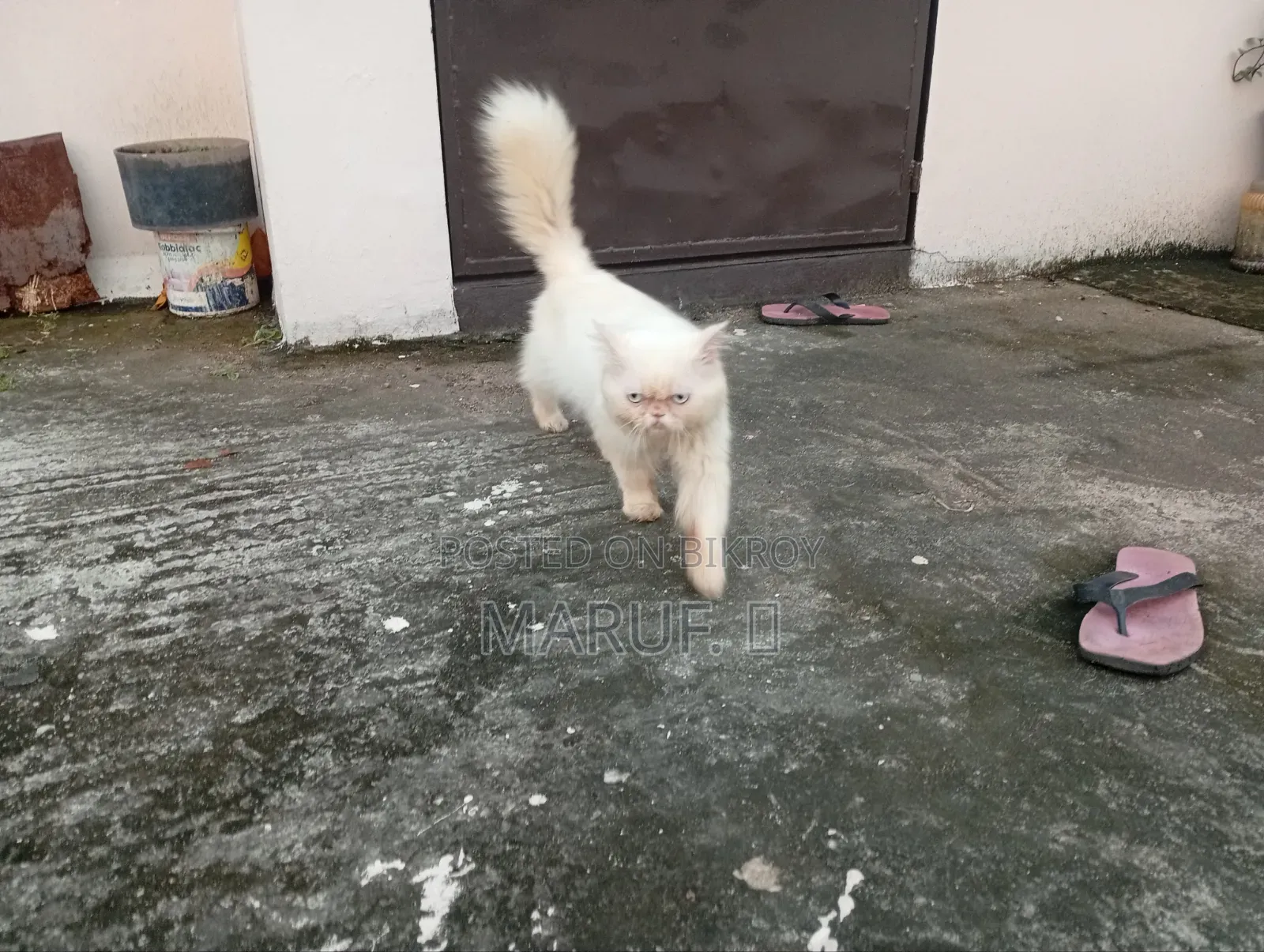 6-12 Months Male Purebred Persian