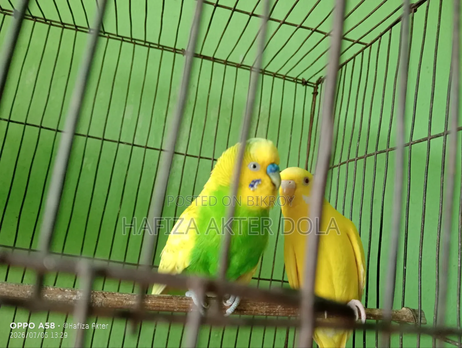 আজেন্ট বিক্রি হবে
