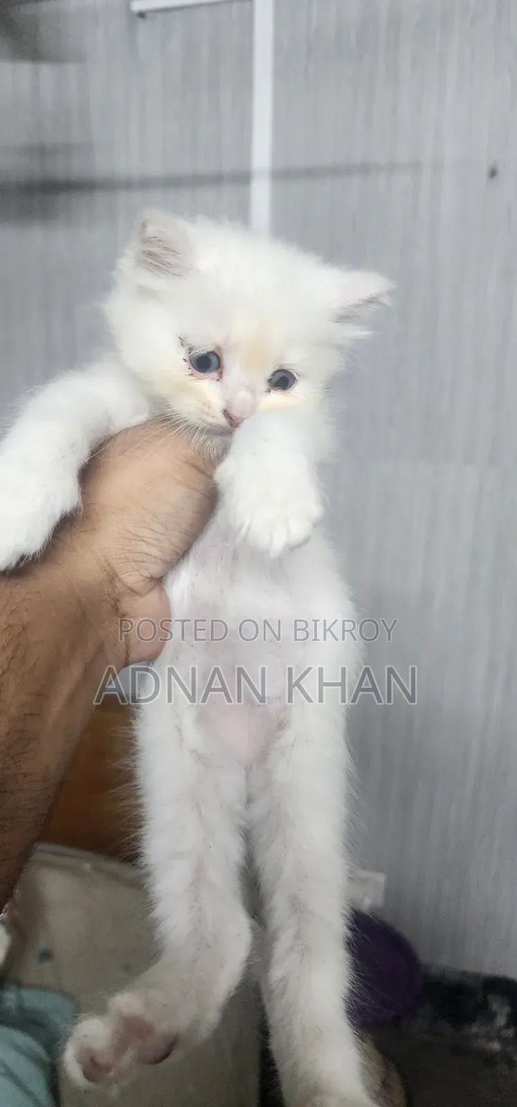 1-3 Months Male Purebred Persian