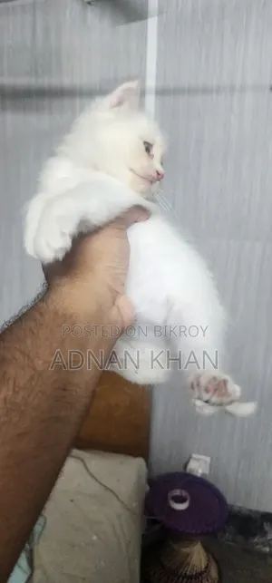 1-3 Months Male Purebred Persian