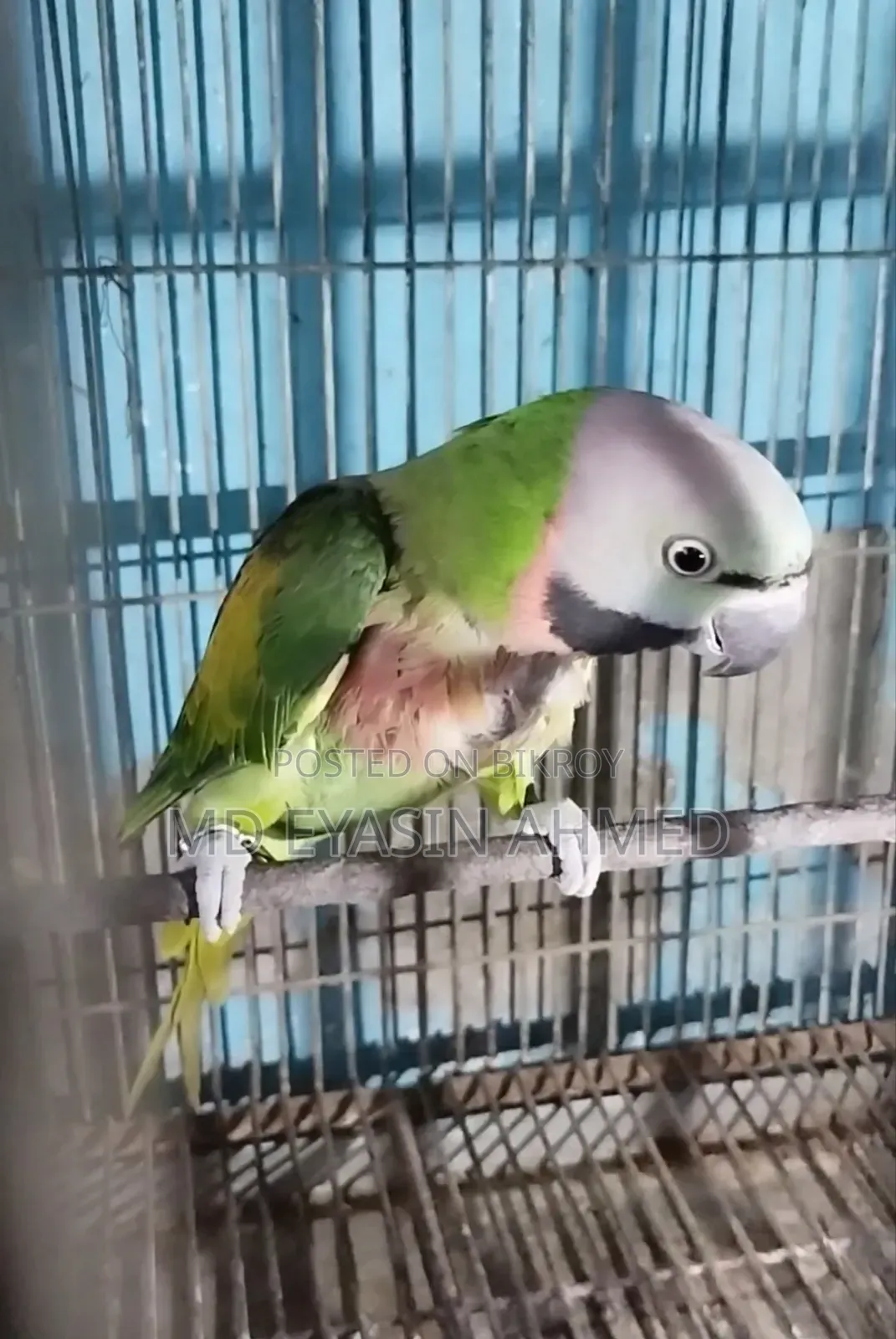 Alexandrine Parakeet
