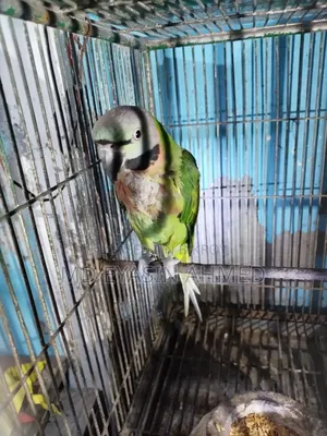 Alexandrine Parakeet