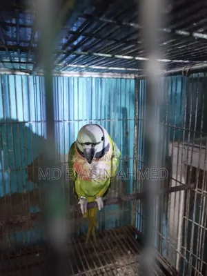 Alexandrine Parakeet