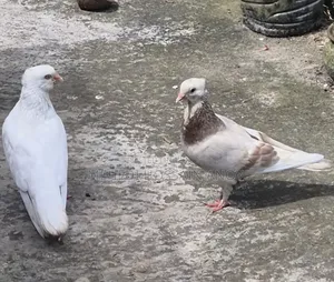Pair of Pigeons